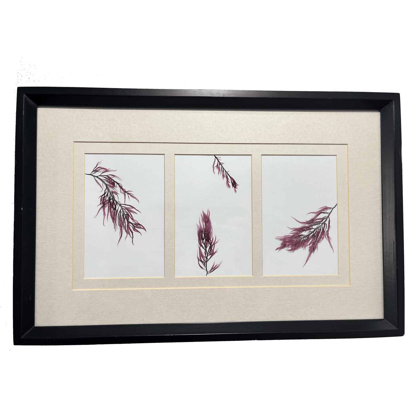 Vibrant Red Algae Trio