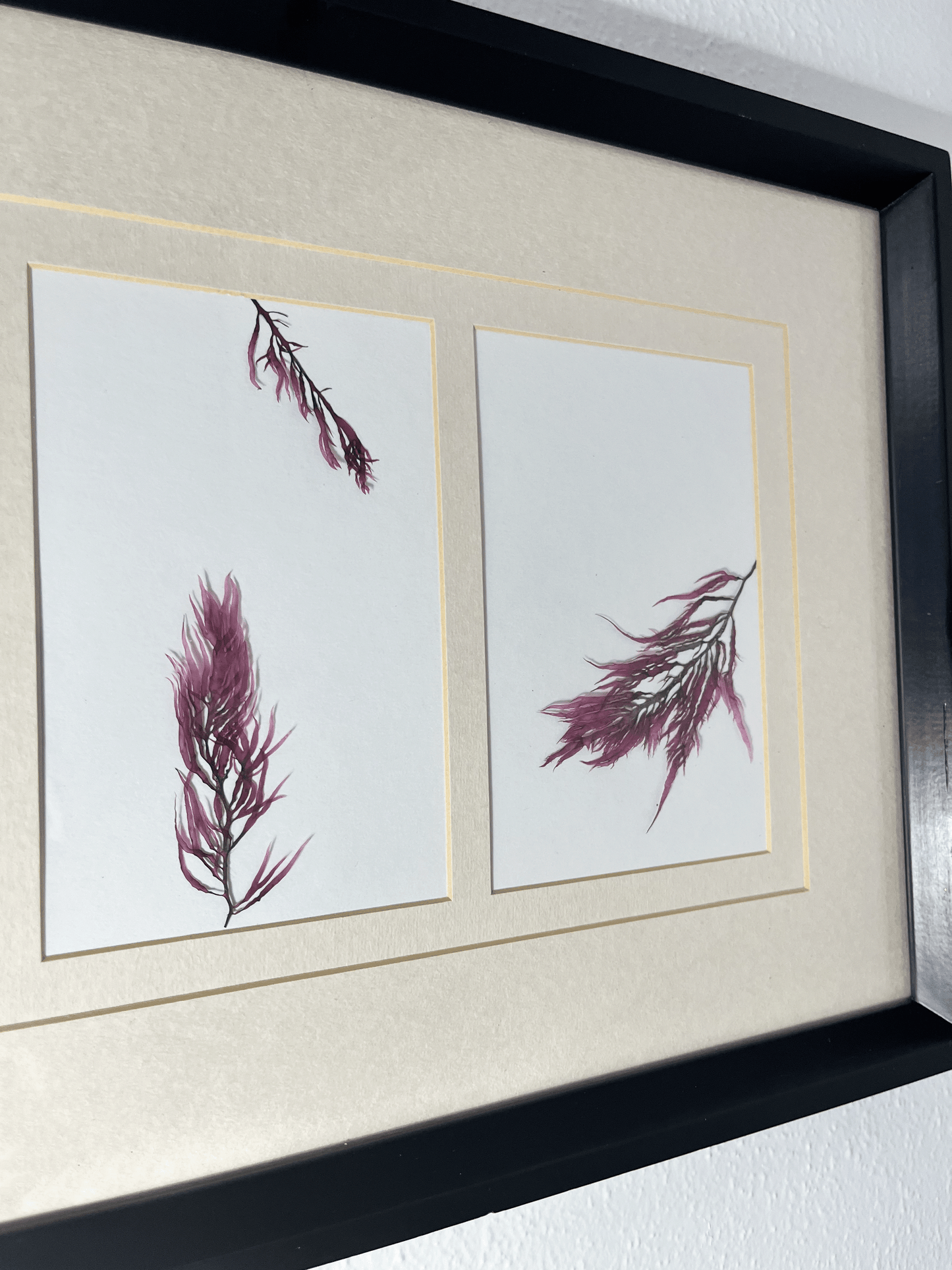 Vibrant Red Algae Trio